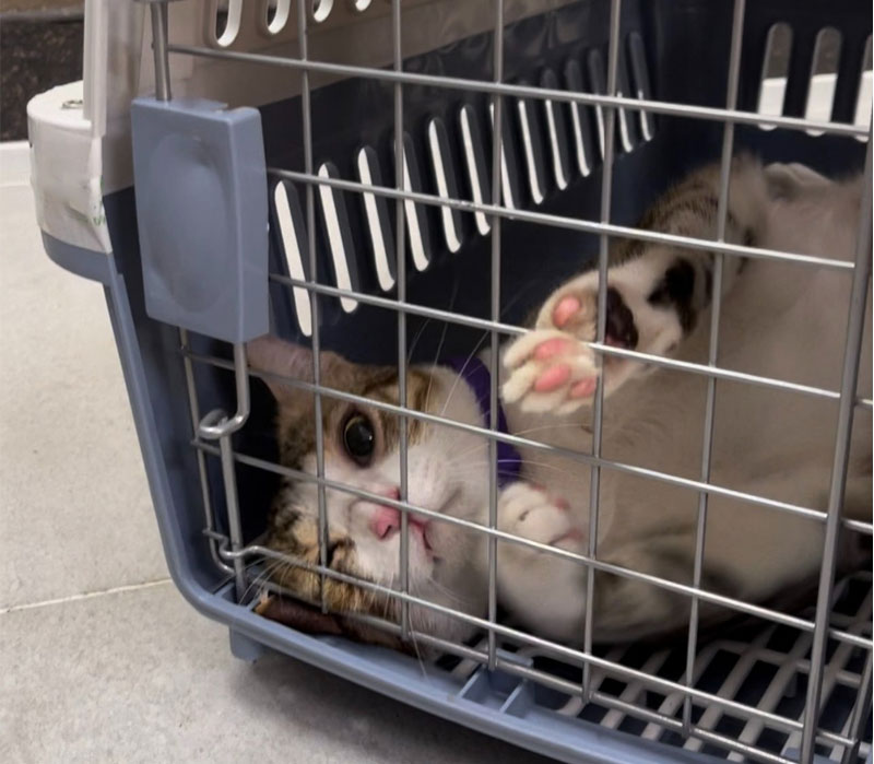 dich vu van chuyen hang khong 1