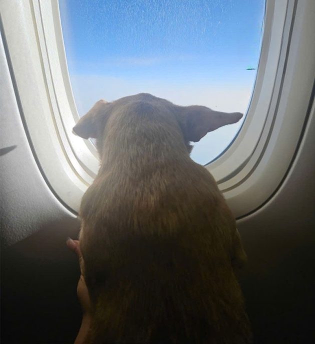 dich vu van chuyen hang khong