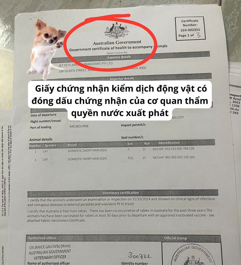 Chuẩn bị những gì khi vận chuyển thú cưng bằng đường hàng không