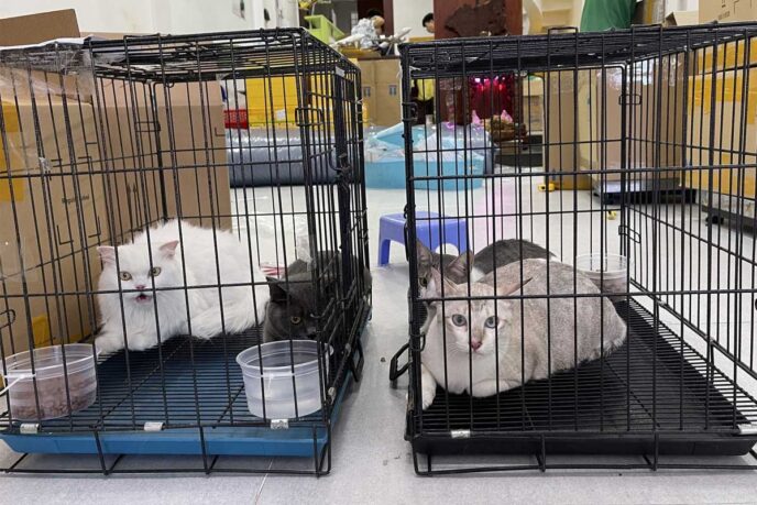 Vận chuyển thú cưng Bắc Nam