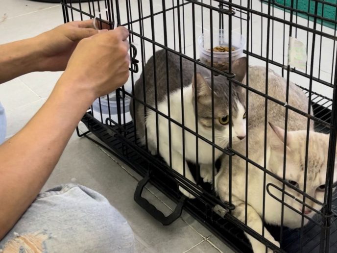 van chuyen thu cung bang tau hoa 2