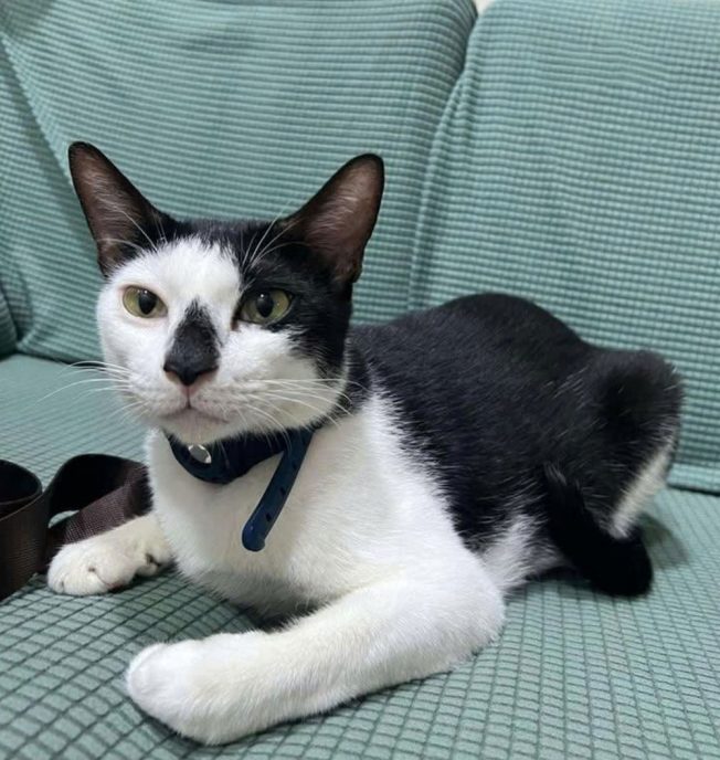 Vận chuyển thú cưng tuyến Sài Gòn