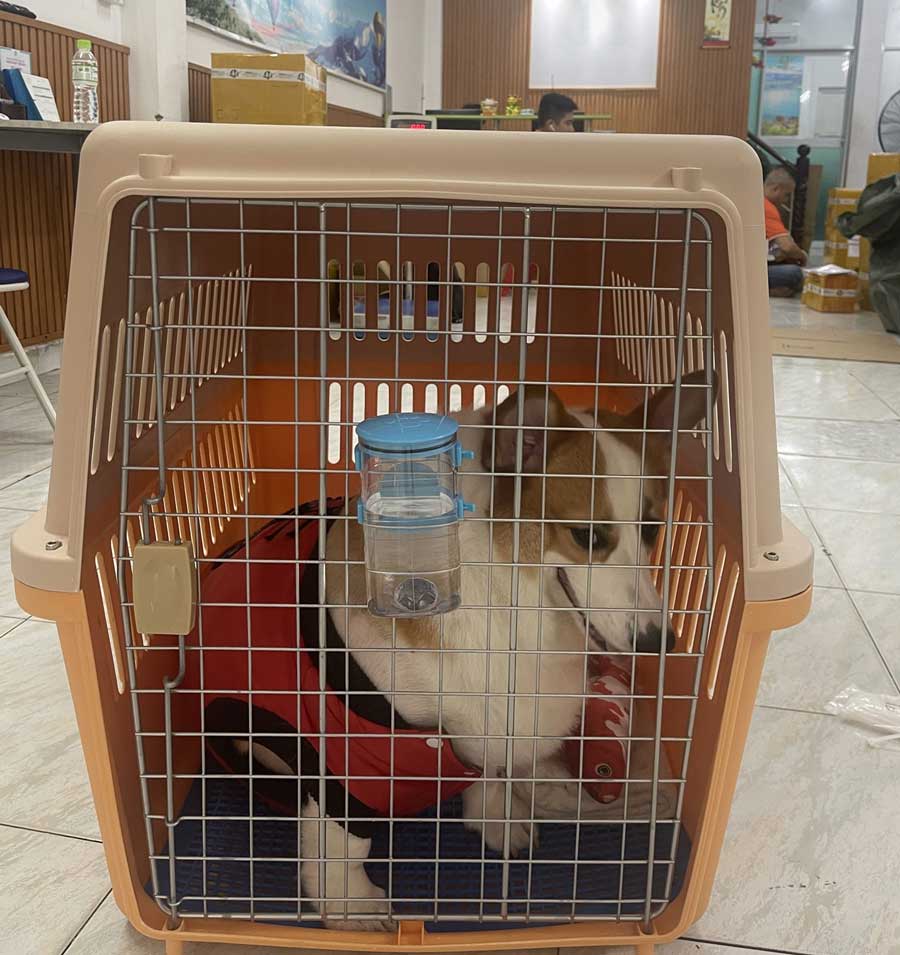 Bay dạng Cargo cùng chủ