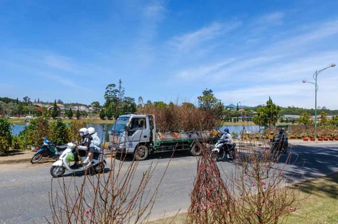 Dịch vụ vận chuyển cây cảnh