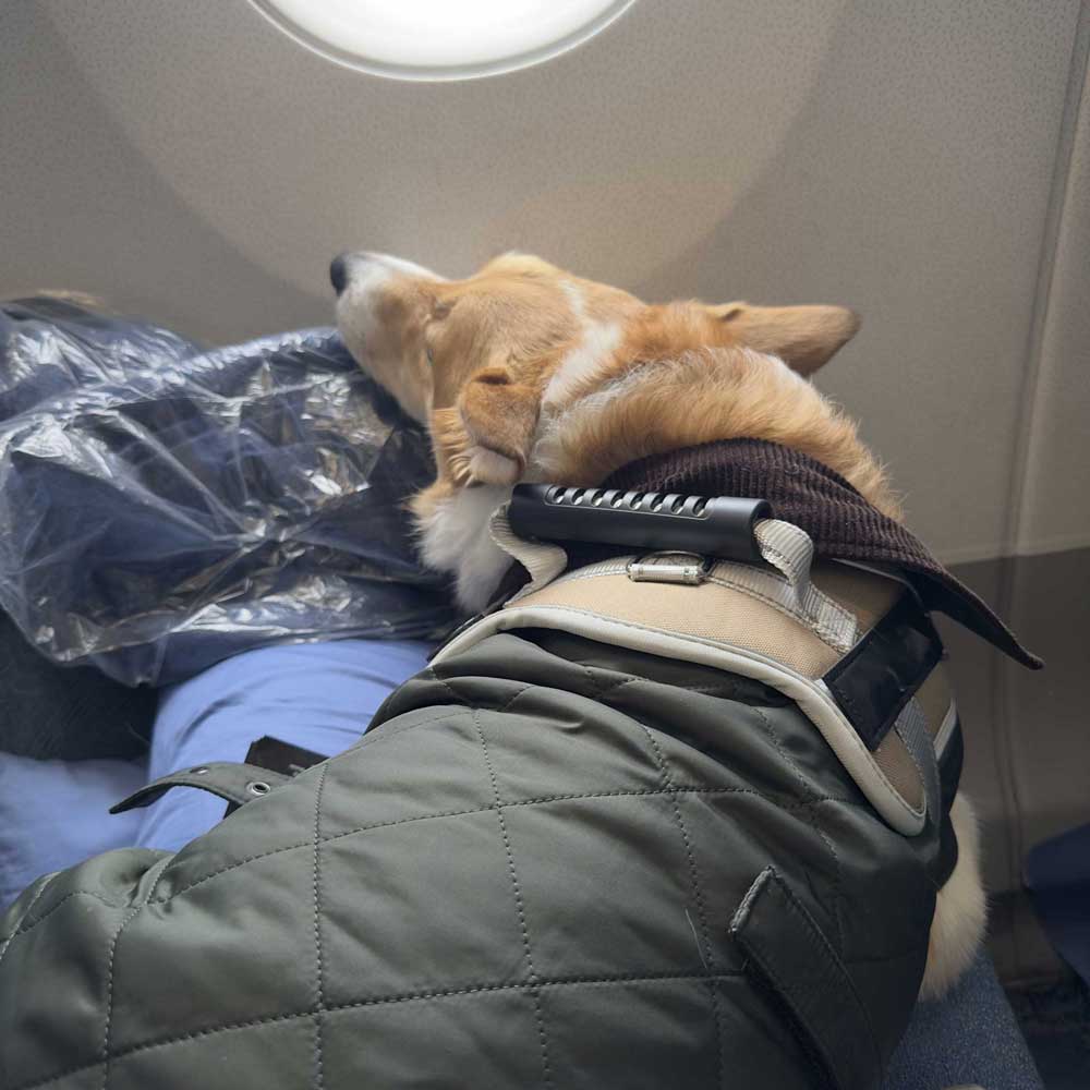 Dịch vụ vận chuyển thú cưng đi Mỹ 10 Dịch vụ vận chuyển thú cưng đi Mỹ