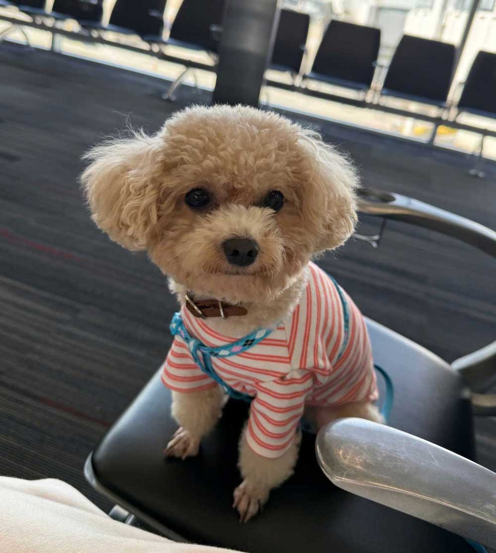 dich vu van chuyen thu cung di nuoc ngoai