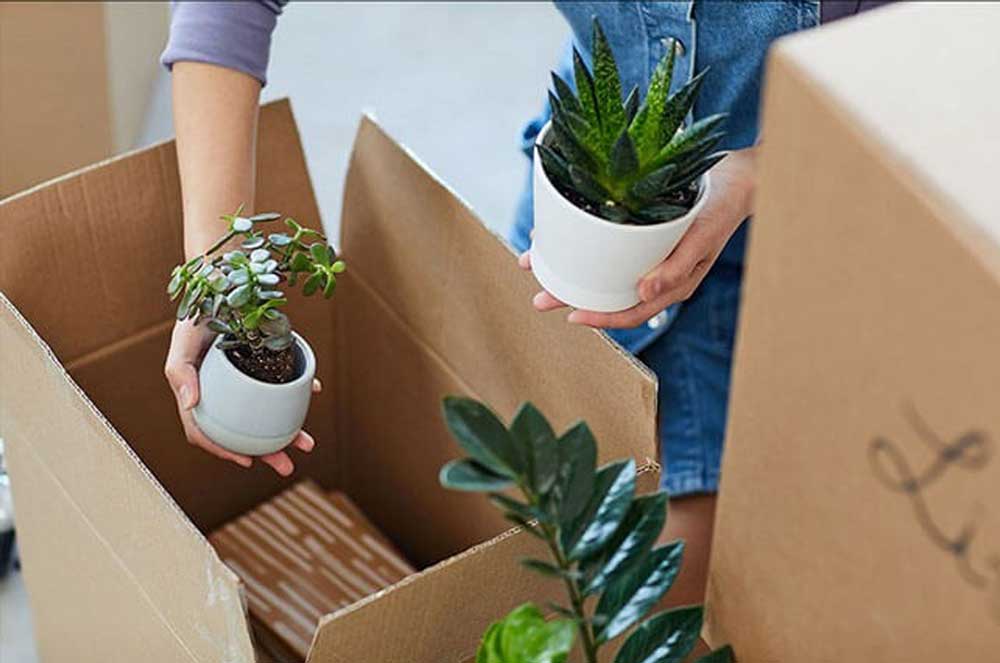Đóng gói cây cảnh