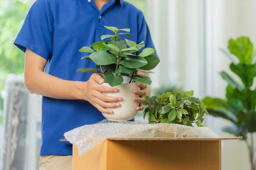 Đóng gói cây cảnh