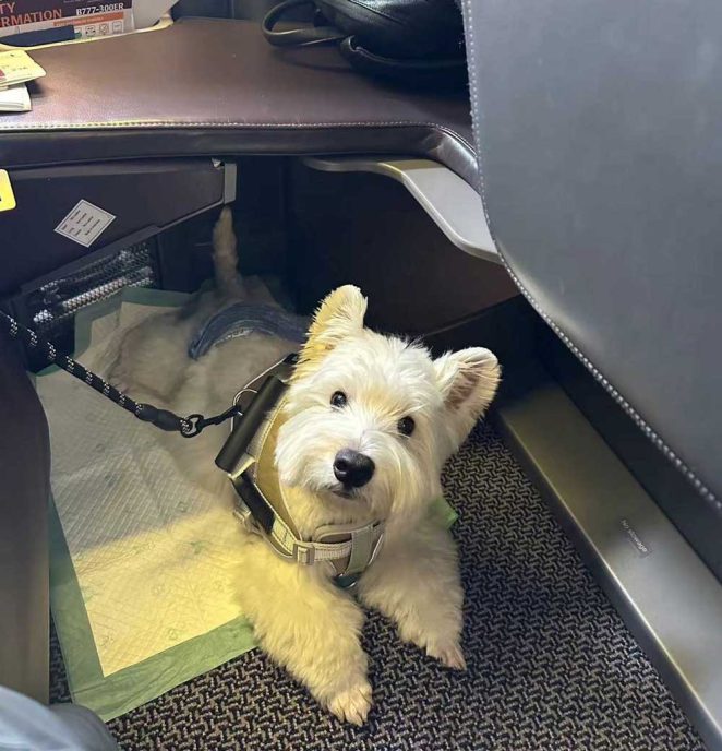 thu tuc nhap canh thu cung ve viet nam 3