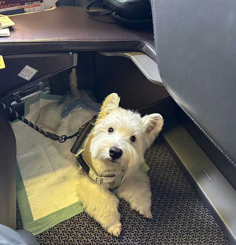 thu tuc nhap canh thu cung ve viet nam 3