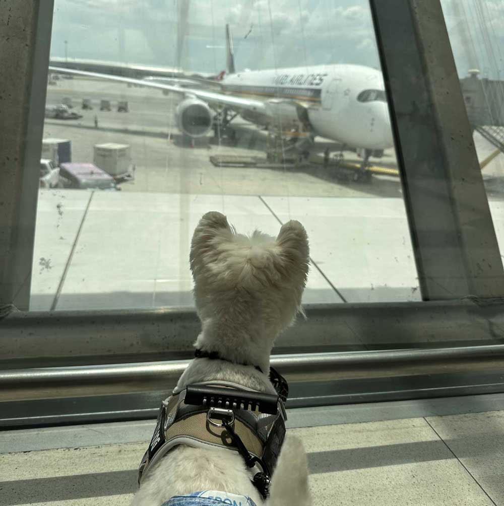 Vận chuyển thú cưng đi Thái Lan