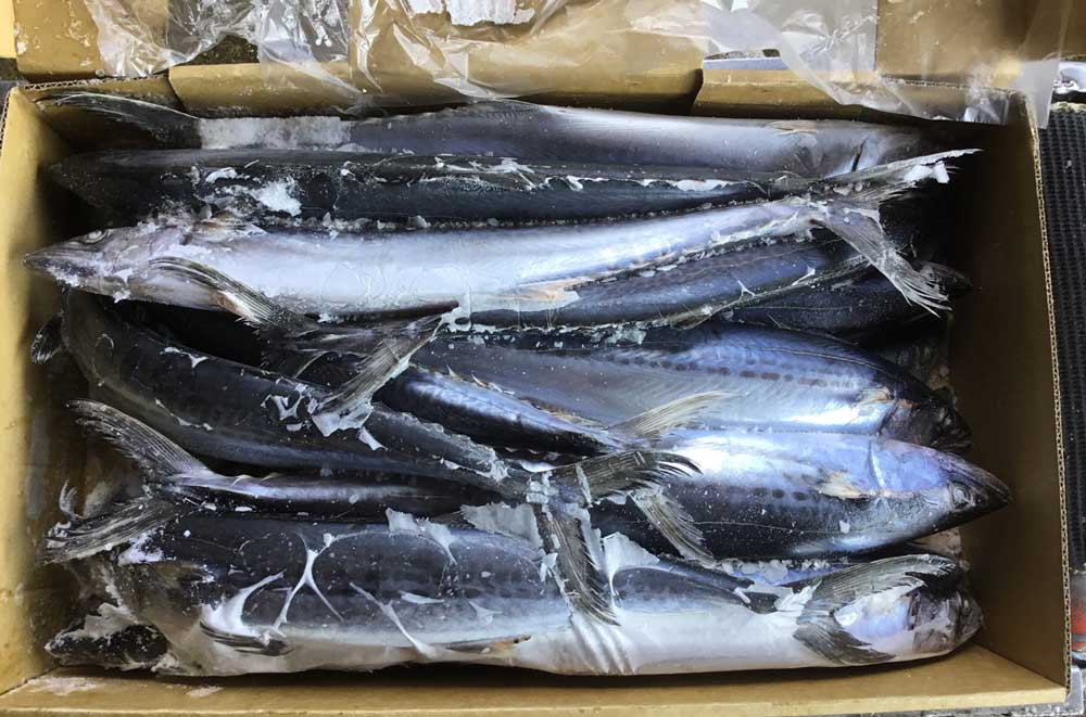 Thủ tục nhập khẩu cá