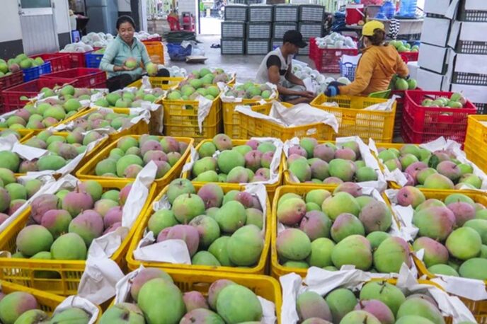 Xuất khẩu thị trường xoài tại Hàn Quốc