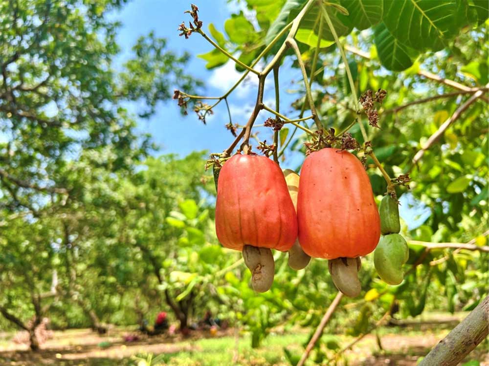 Quả điều