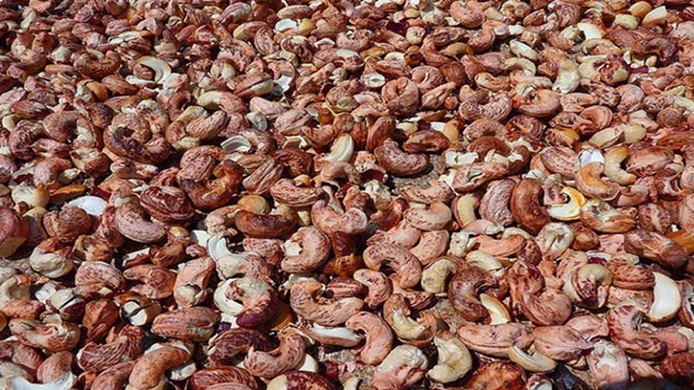 Thủ tục nhập khẩu hạt điều thô