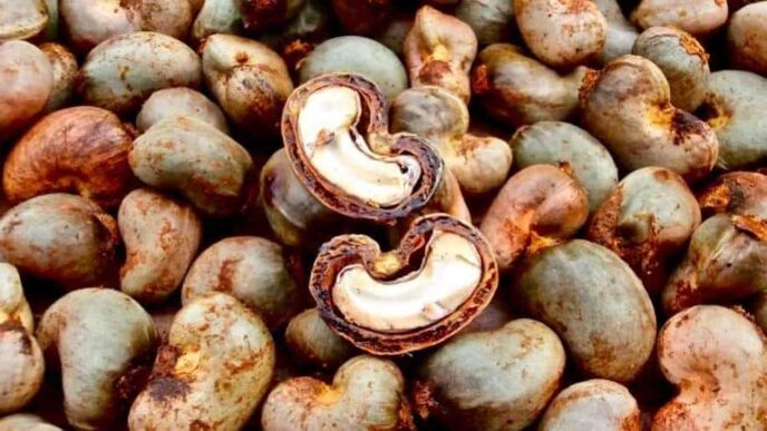 Thủ tục nhập khẩu hạt điều thô