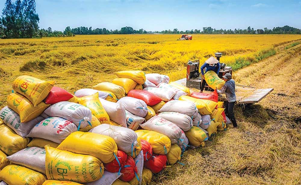 Thủ tục xuất khẩu gạo