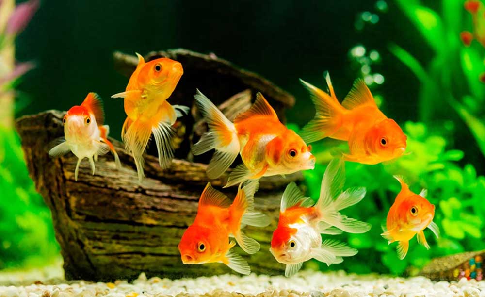 Vận chuyển cá cảnh đi Mỹ