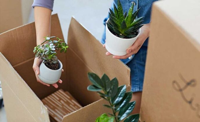 Vận chuyển cây cảnh đi Mỹ
