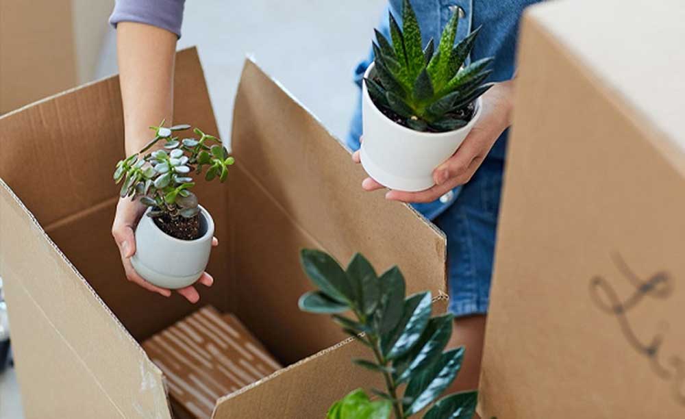 Dịch vụ gửi cây cảnh đi Mỹ giá rẻ, an toàn 3 Vận chuyển cây cảnh đi Mỹ