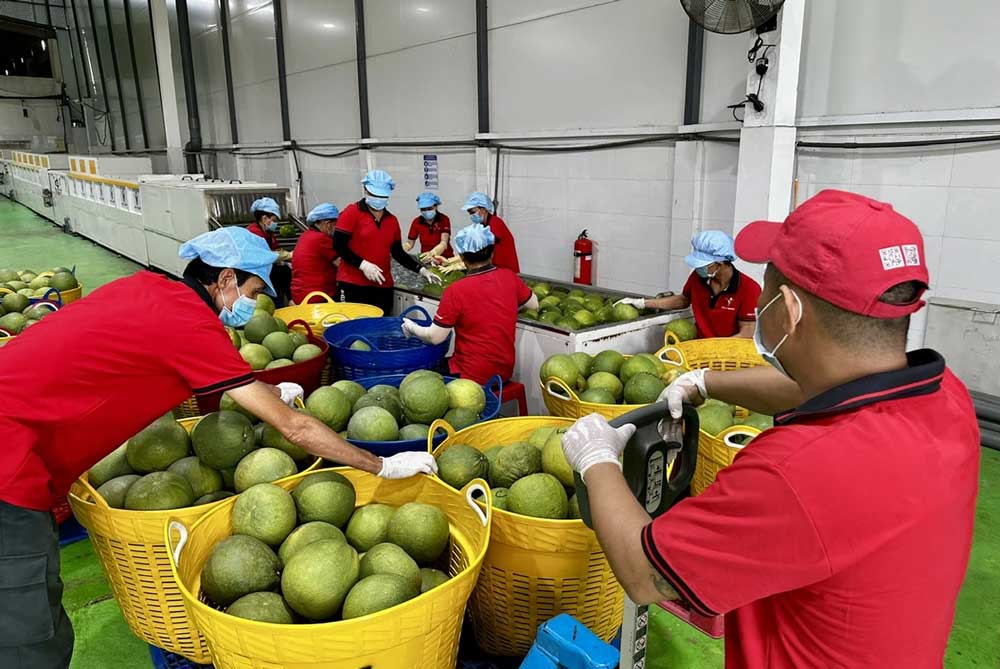 Xuất khẩu hoa quả đi Trung Quốc