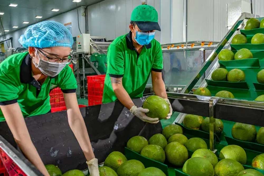 Xuất khẩu hoa quả đi Trung Quốc