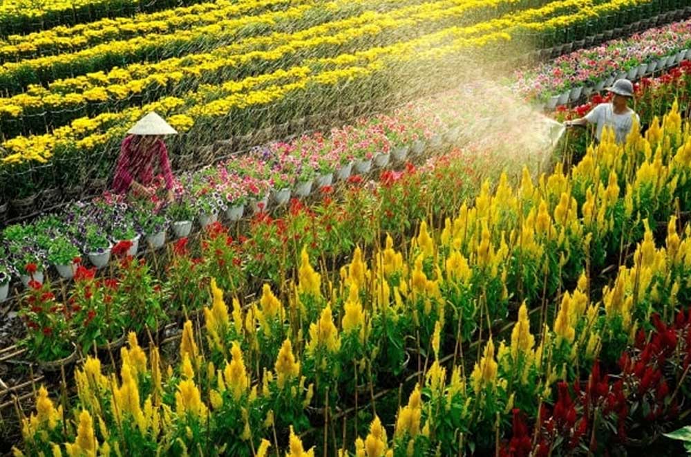 Thủ tục xuất khẩu cây cảnh