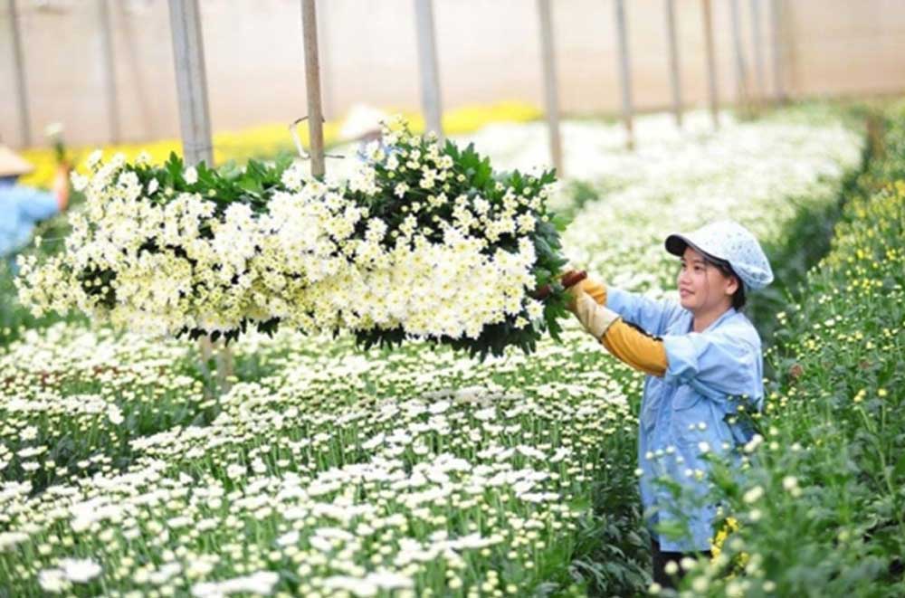 Thủ tục xuất khẩu cây cảnh